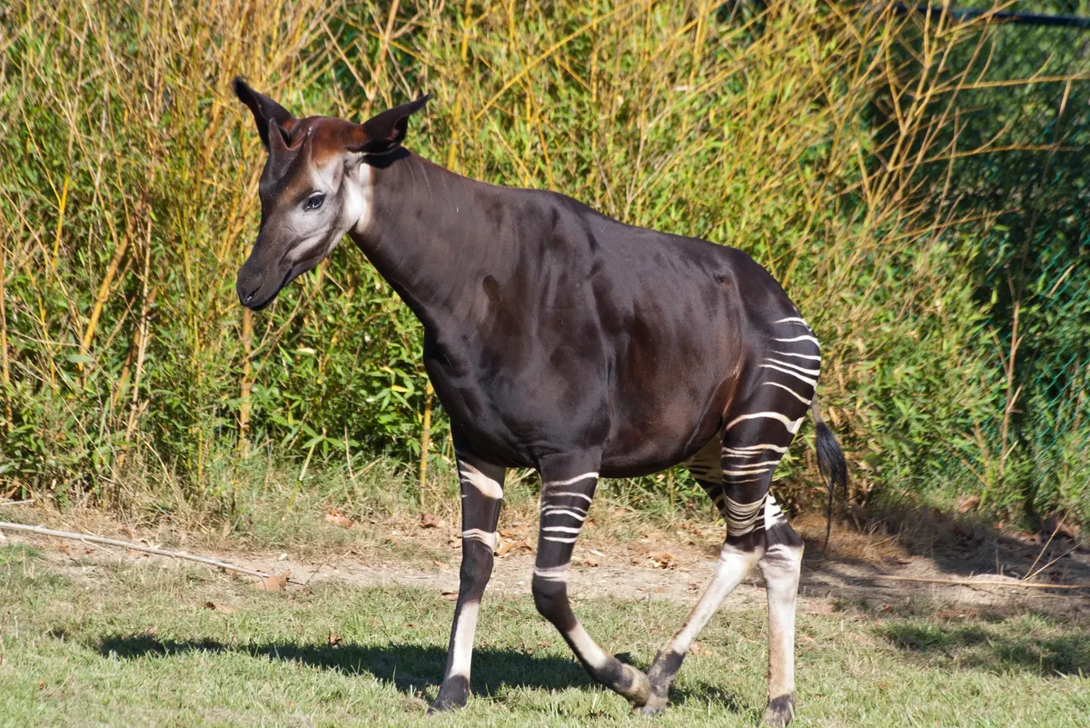 Okapi reaching up to browse leaves from branches above its head