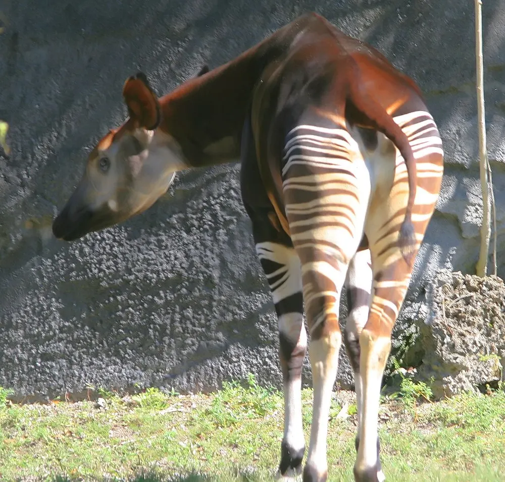 Adult okapi standing in a wooded enclosure showing striped legs