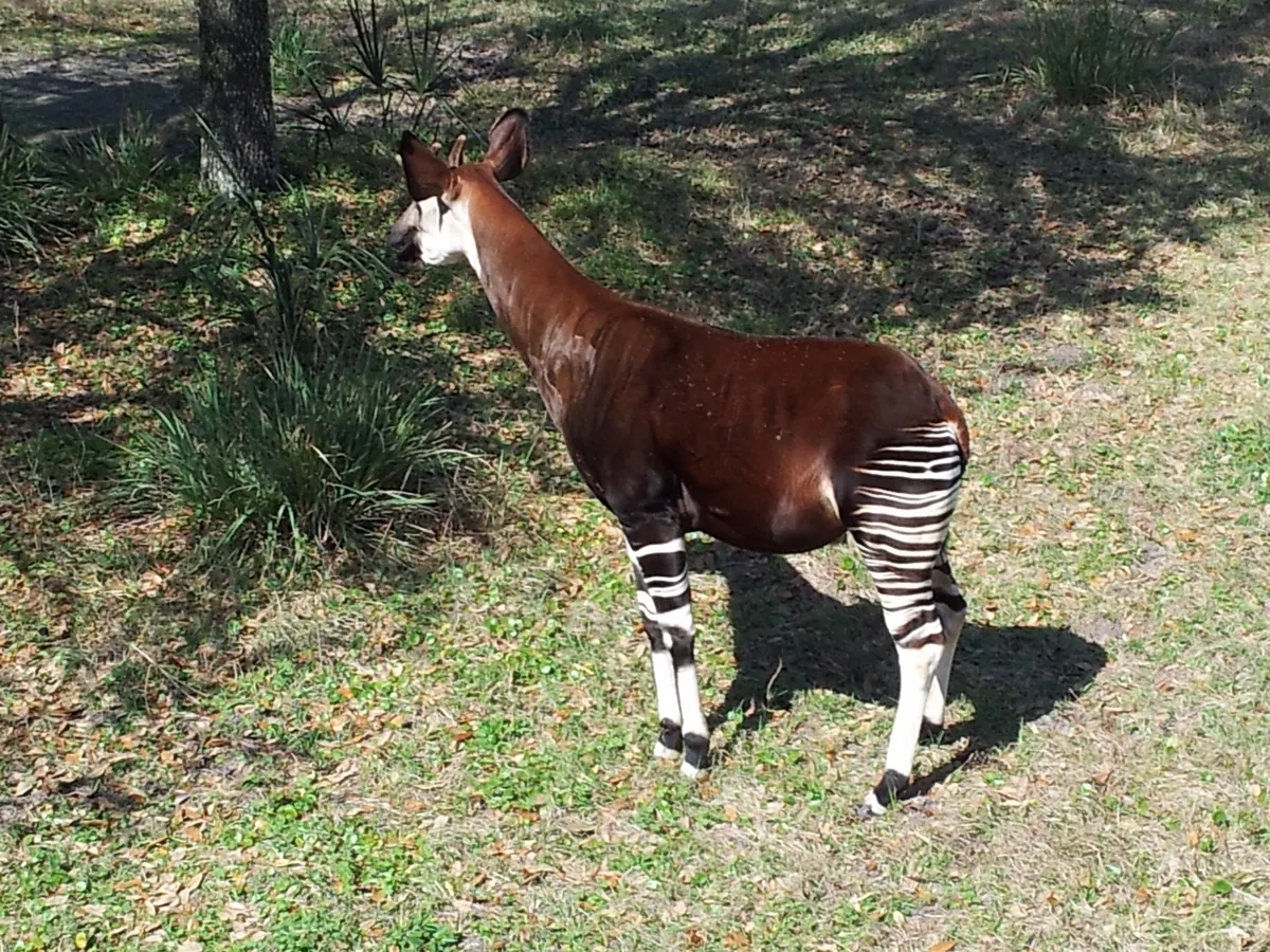 Okapi standing among trees and leafy understory in a forest-style zoo habitat