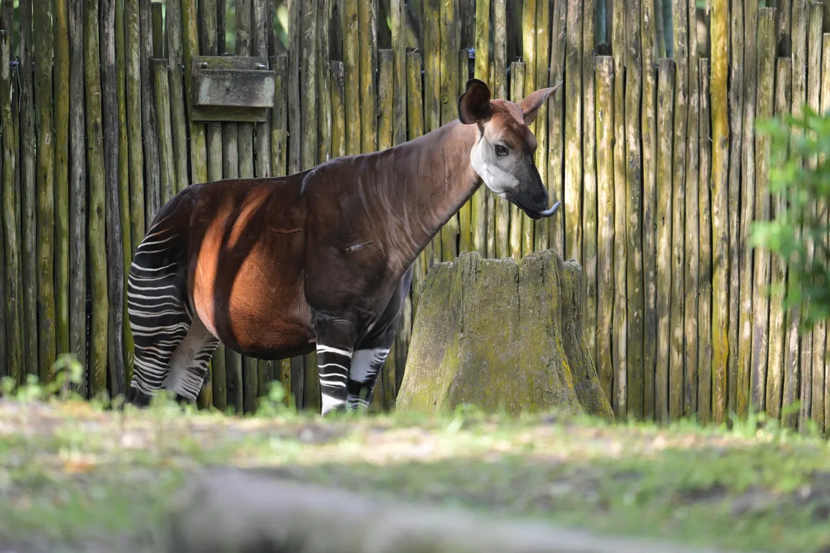 Full-body side view of an okapi standing in forest vegetation