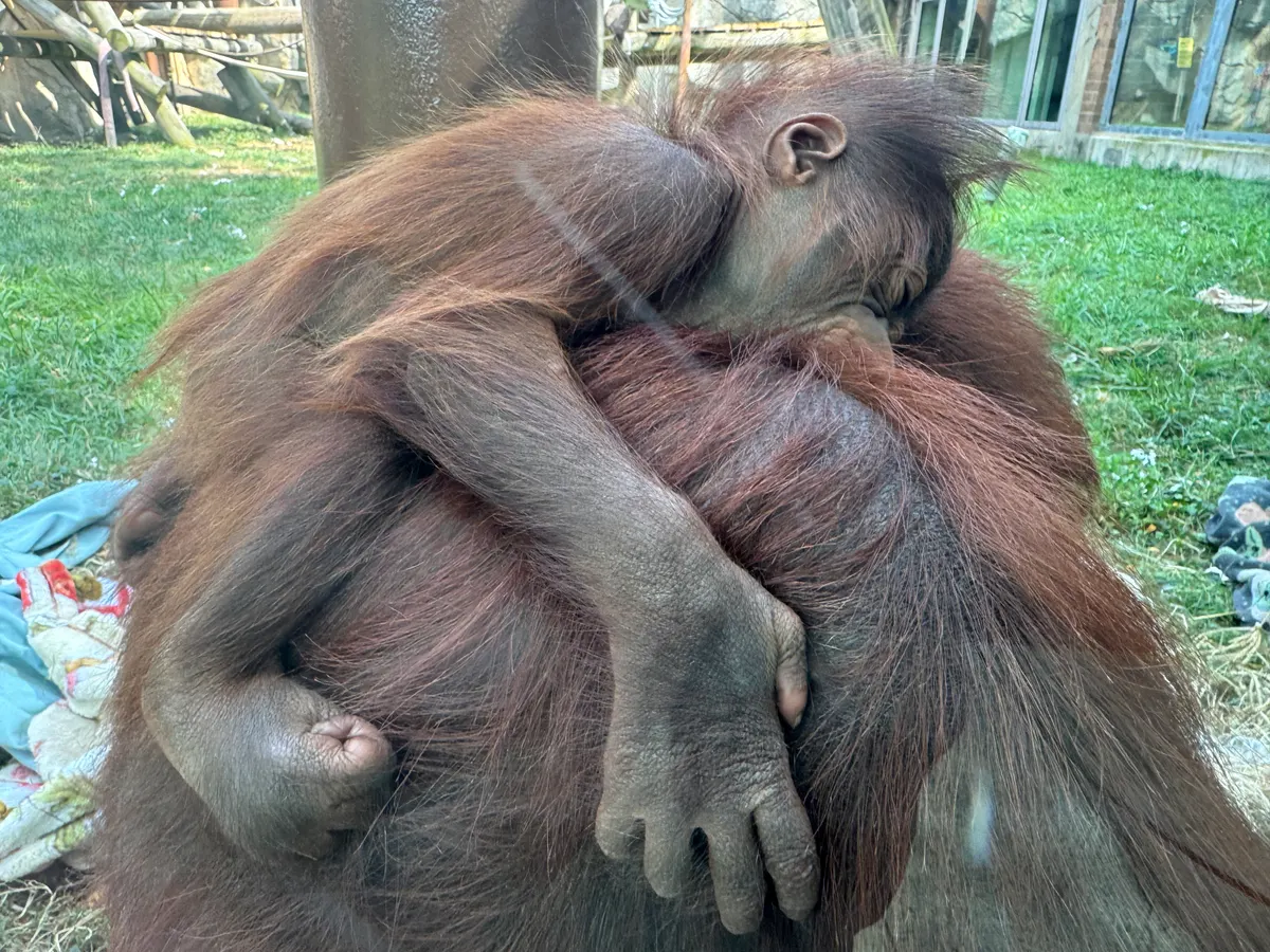 Young orangutan gripping a branch with one hand
