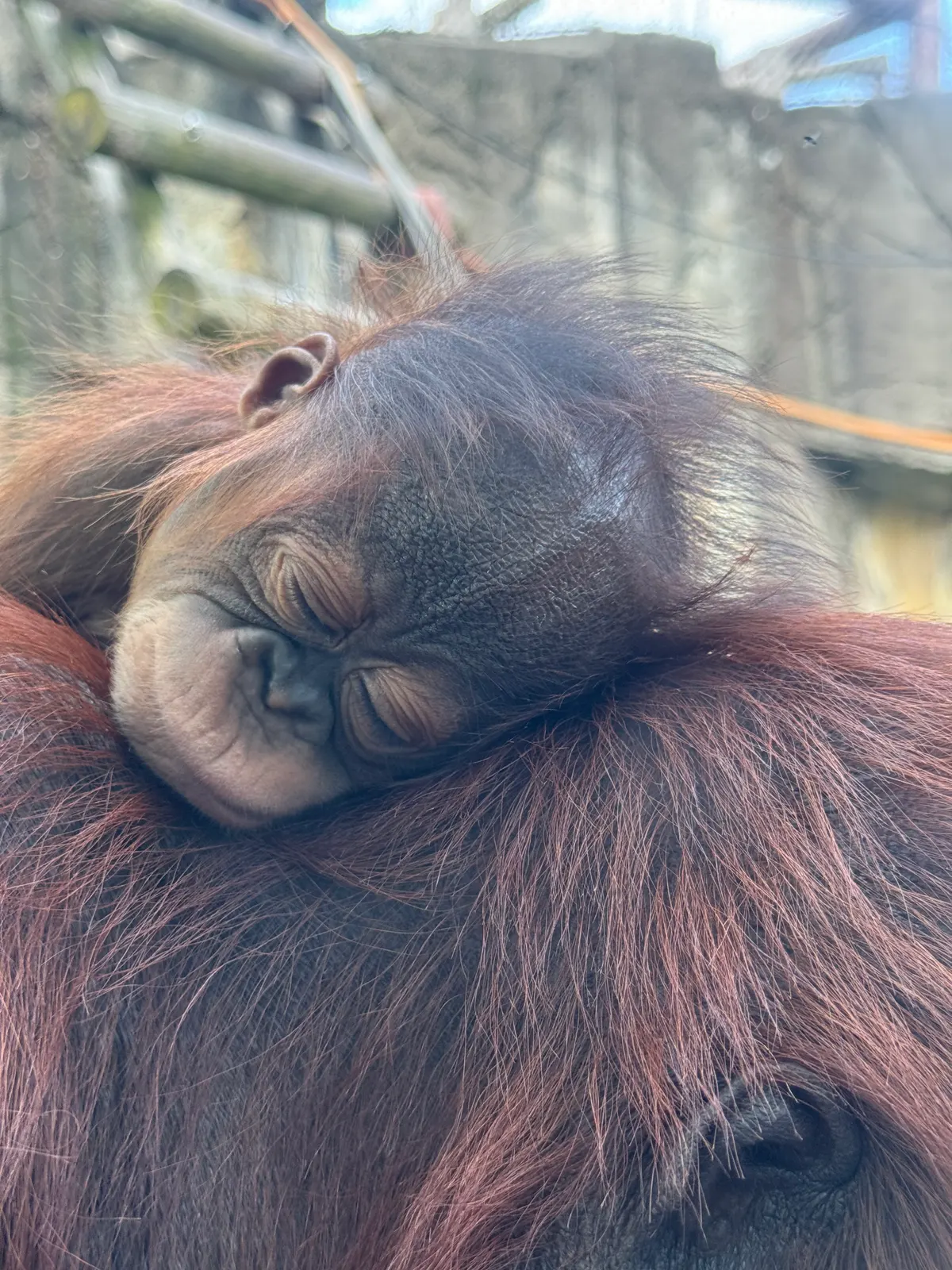 Young orangutan clinging to its mother's fur