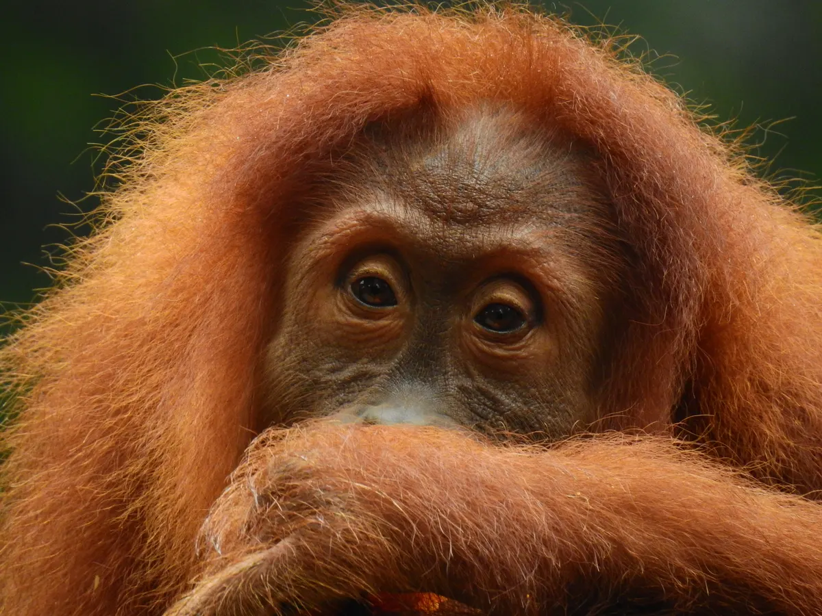 Bornean orangutan feeding in forest vegetation