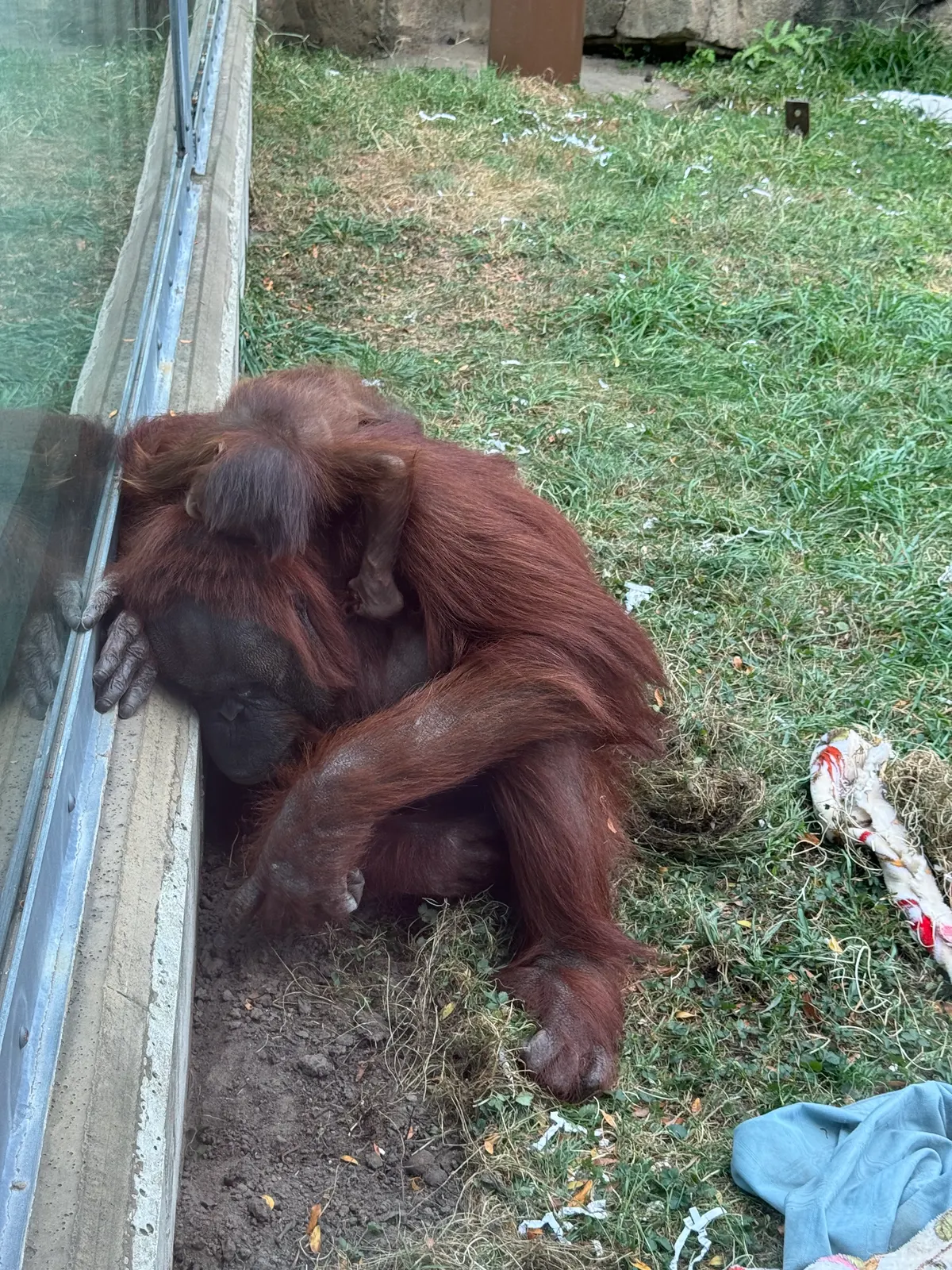 Infant orangutan resting on its mother's back