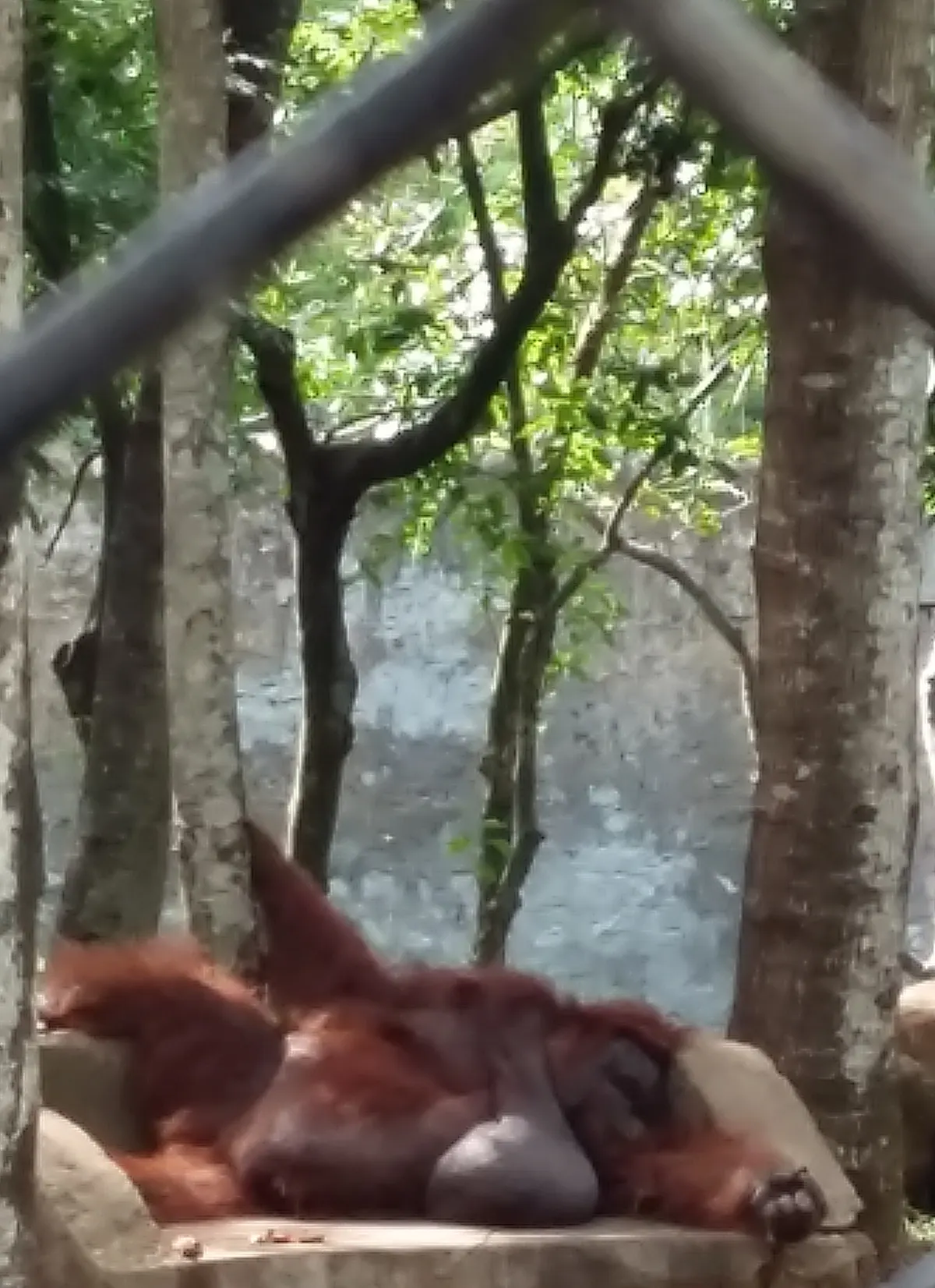 Orangutan in rainforest habitat within its native range