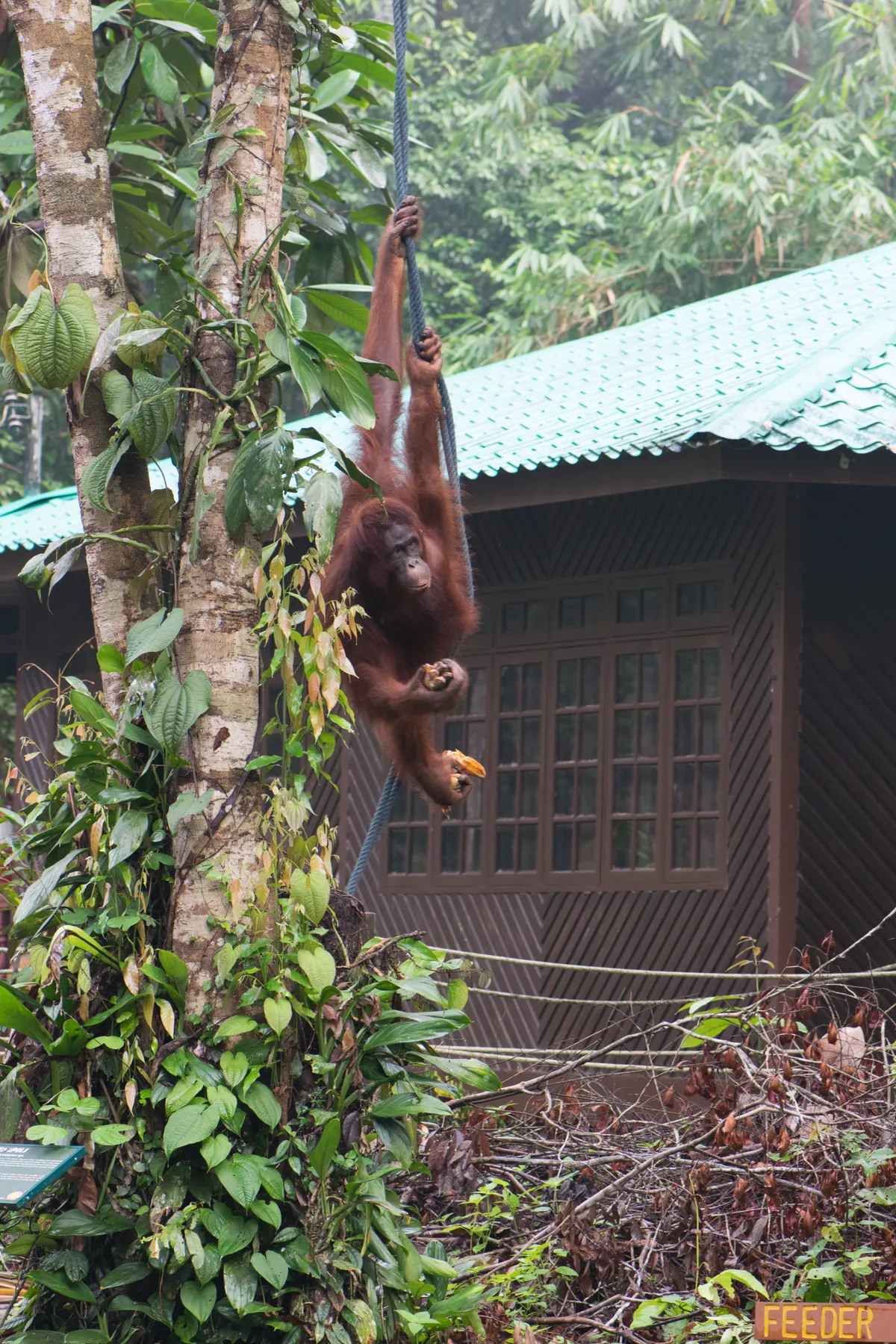 Orangutan reaching for fruit in a tree