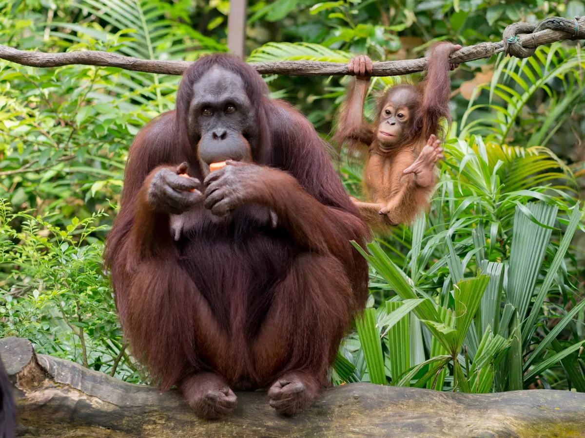 Adult orangutan with a young infant close by