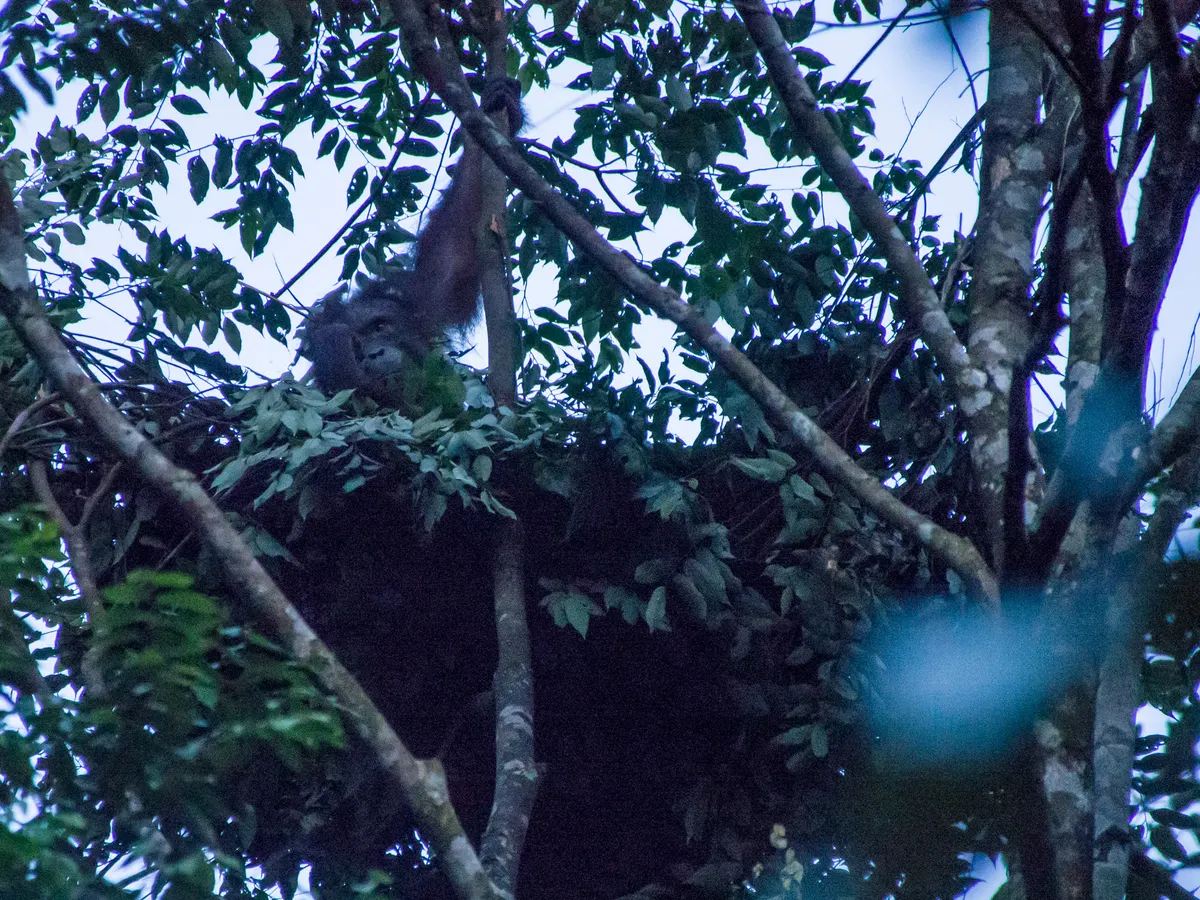 Orangutan resting in a leafy nest high in the trees