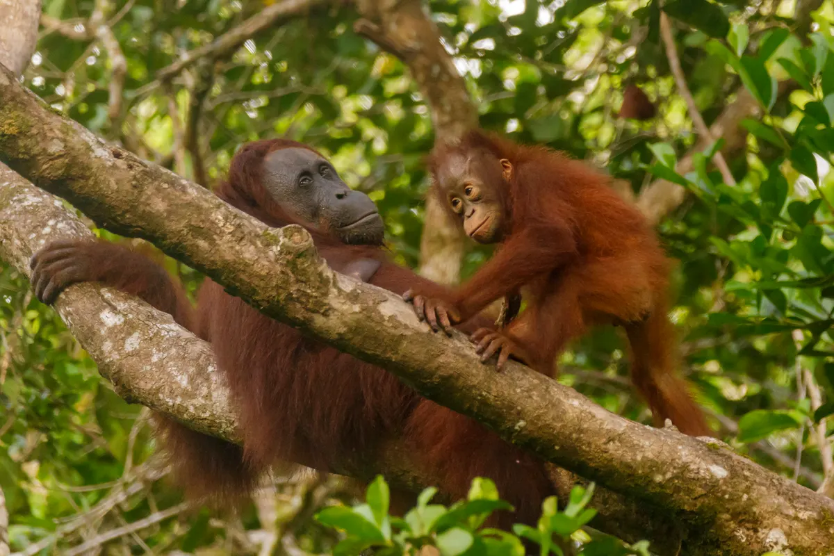 Orangutan climbing in tropical rainforest canopy