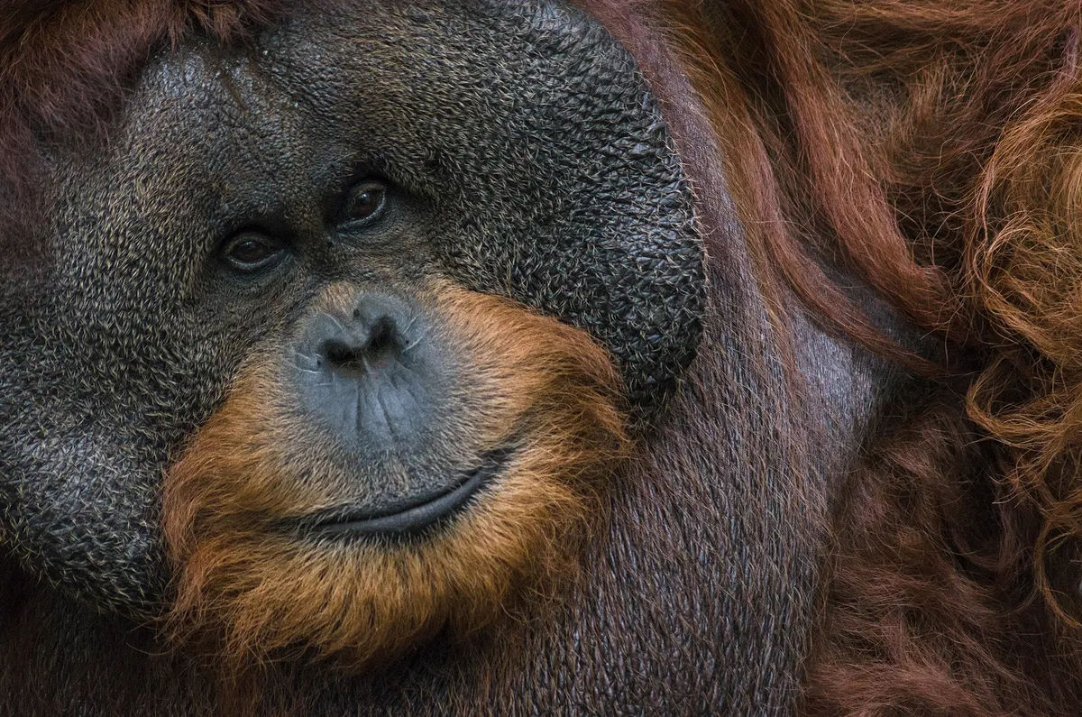 Bornean orangutan in tropical forest habitat