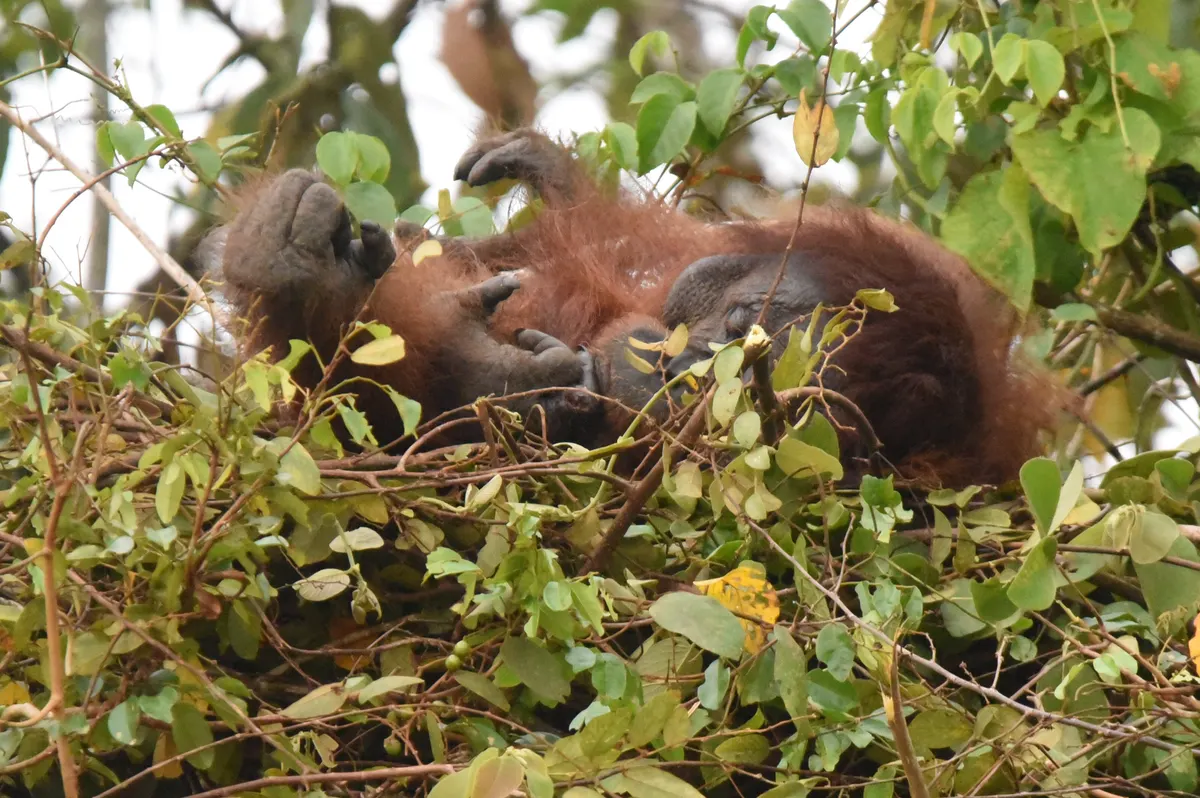 Bornean orangutan resting in a tree nest in rainforest habitat