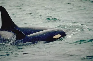 Orca calf swimming close beside its mother