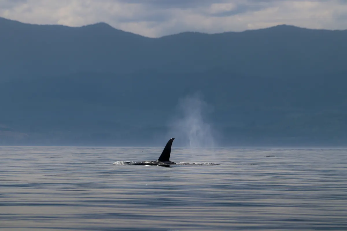 Close-up orca dorsal fin slicing through the sea surface