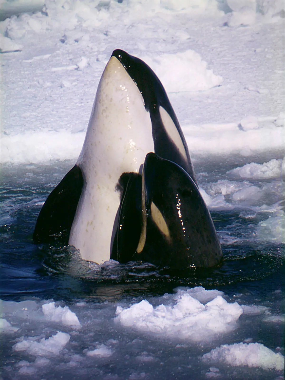 Young orca swimming close beside adults