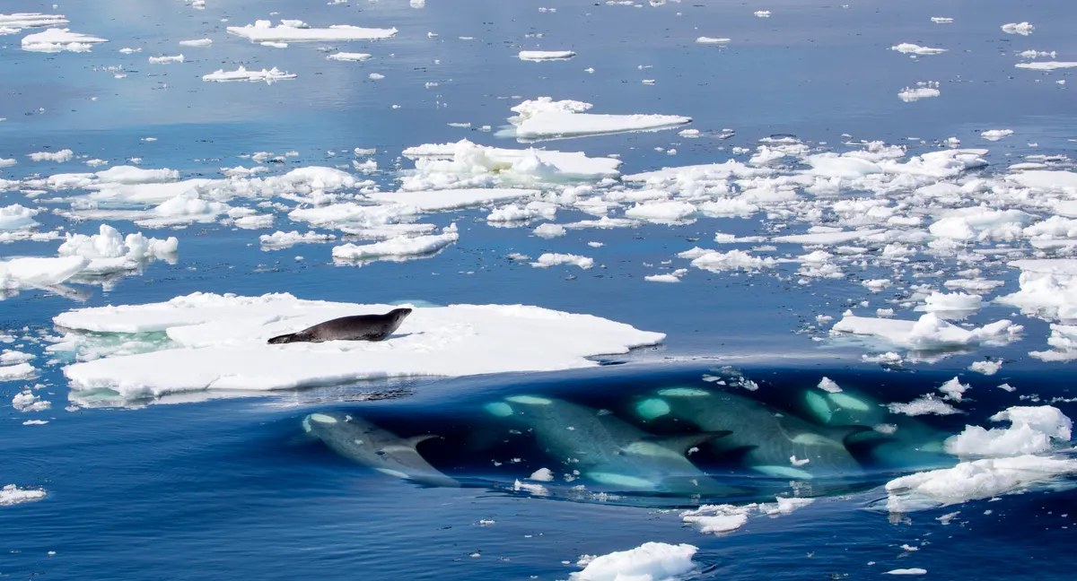 Orcas surrounding prey in icy water