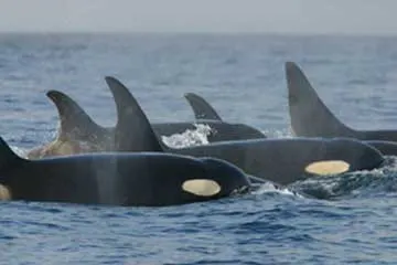 Southern resident orca pod traveling together