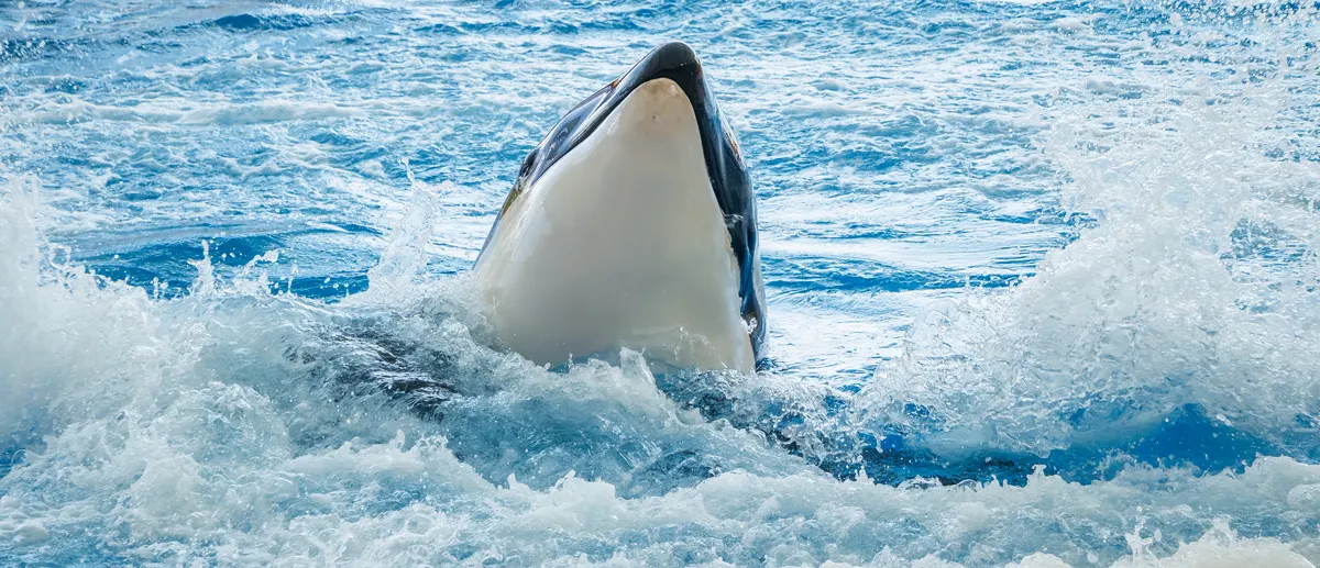 Orca moving through deep blue water