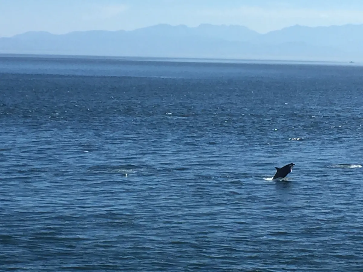 Orca surfacing in broad coastal habitat