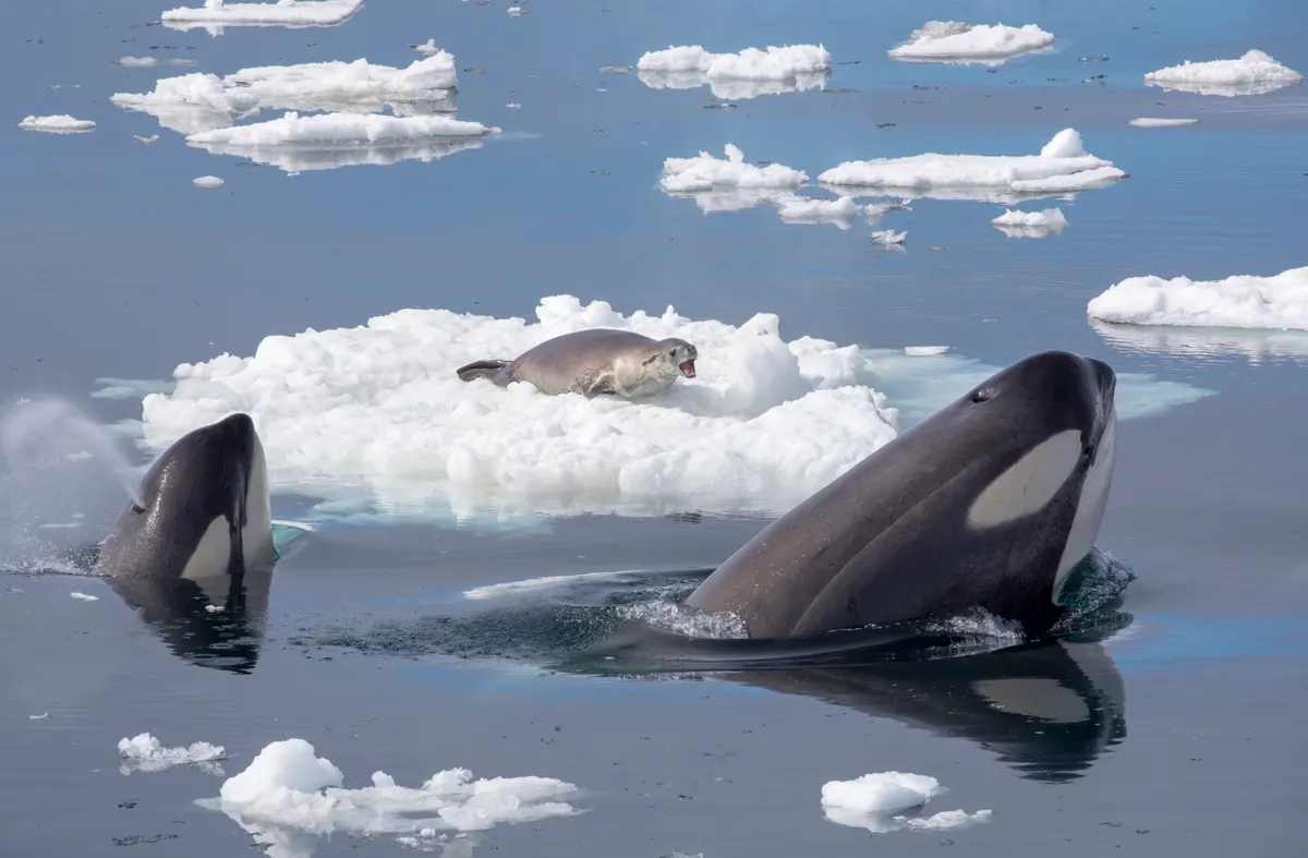Orcas working together during a hunt