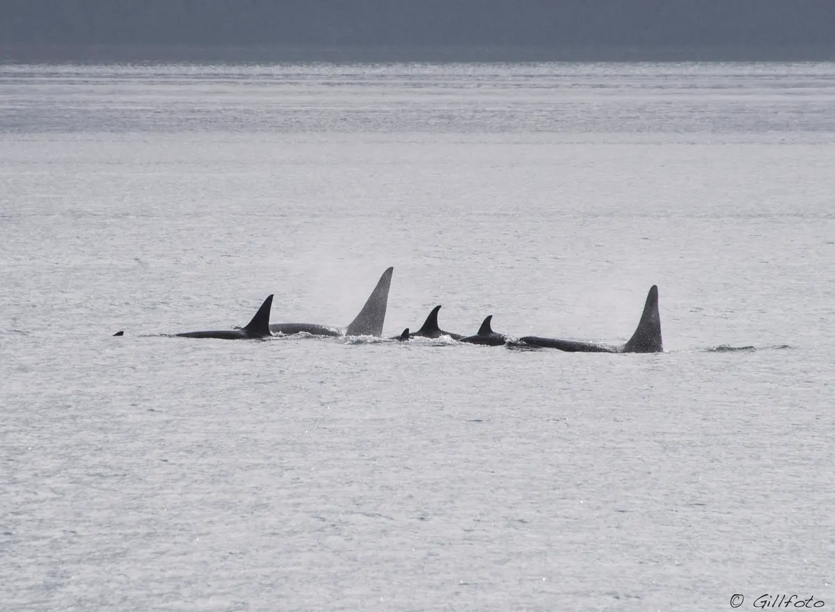Several orcas traveling together as a pod