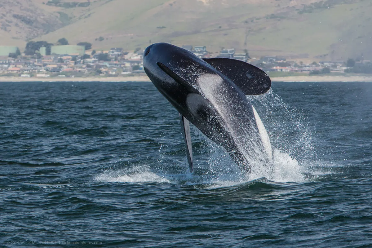 Breaching orca leaping above the sea surface