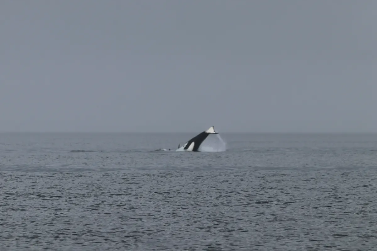 Orca swimming along a coastal channel