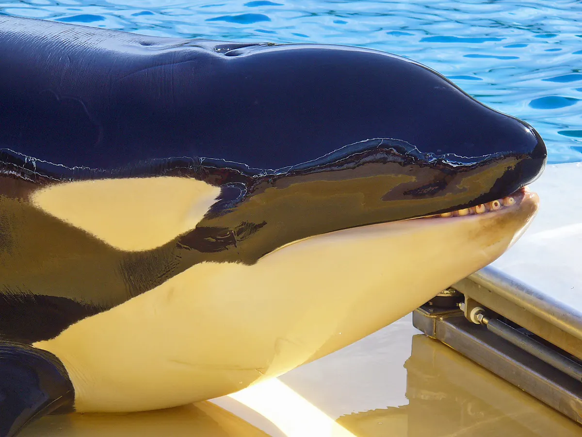 Orca surfacing with tall dorsal fin in open water