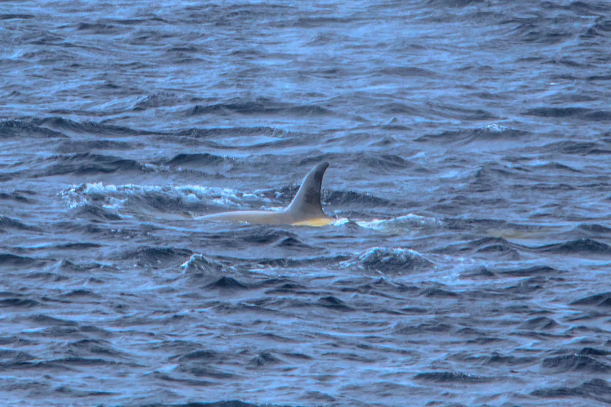Small pod of orcas in cold ocean habitat