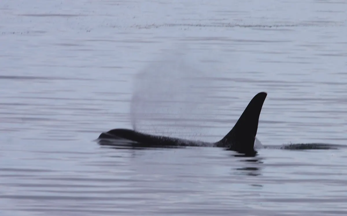 Full-body orca showing its long streamlined shape