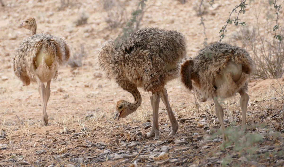 Small ostrich chicks foraging together on open ground
