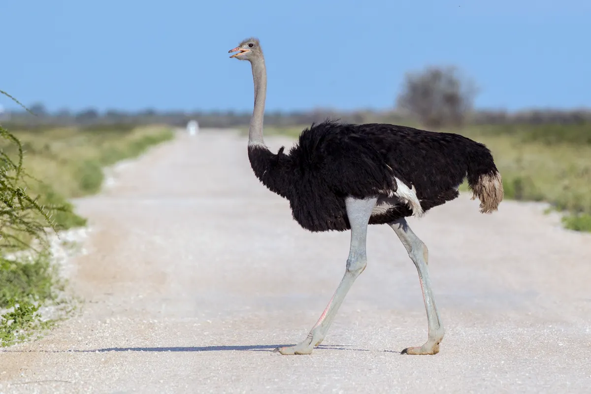 Wild ostrich standing in open bushland at Etosha National Park