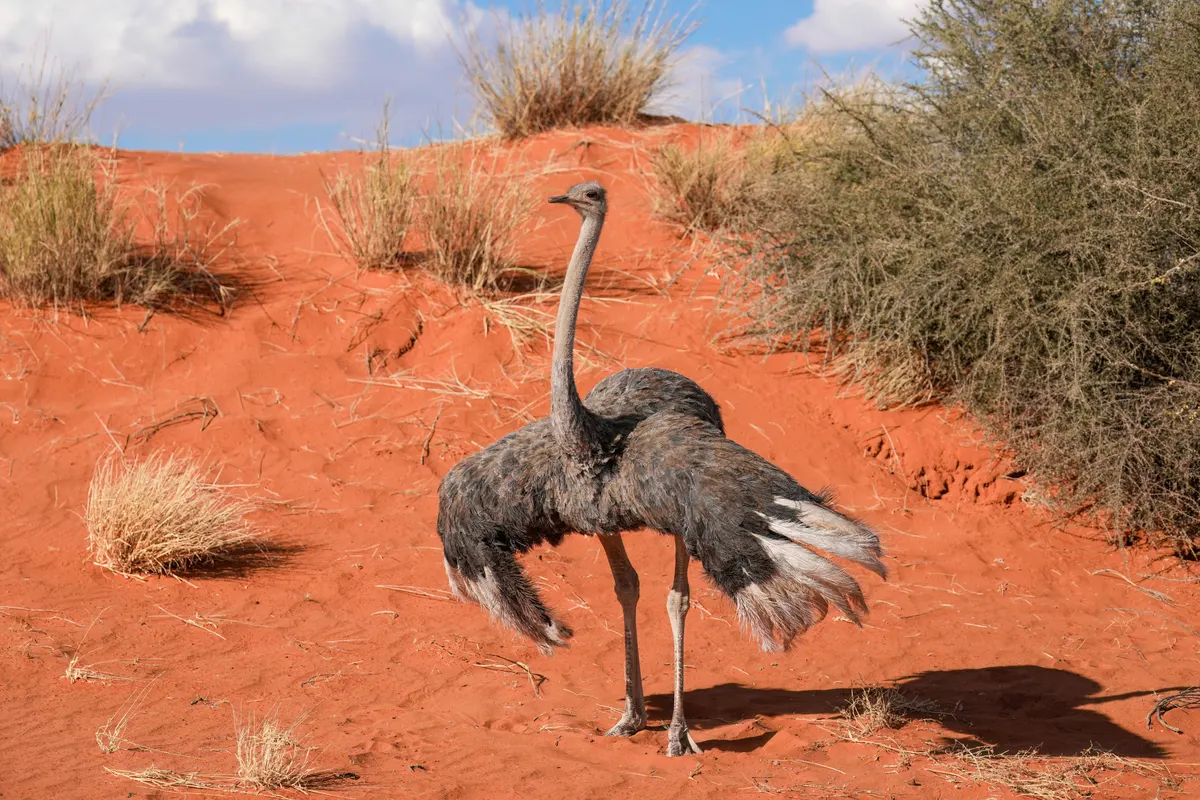 Juvenile ostrich walking through dry Kalahari grassland