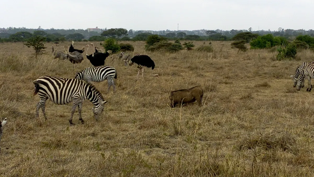 Ostrich grazing alongside zebras and a warthog on open savanna