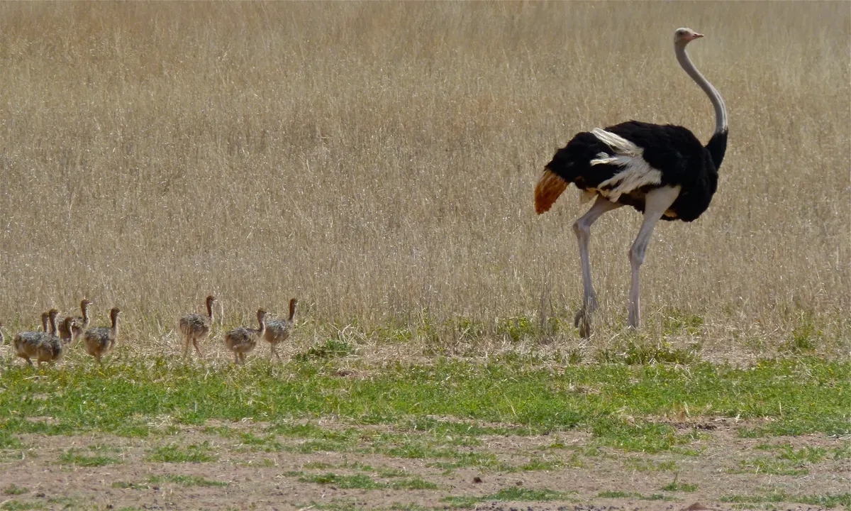 Male ostrich watching over small chicks on open ground