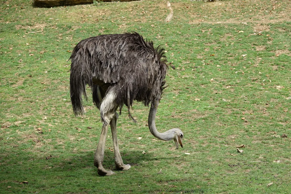 Ostrich in dry African grassland with open sky and scattered bushes