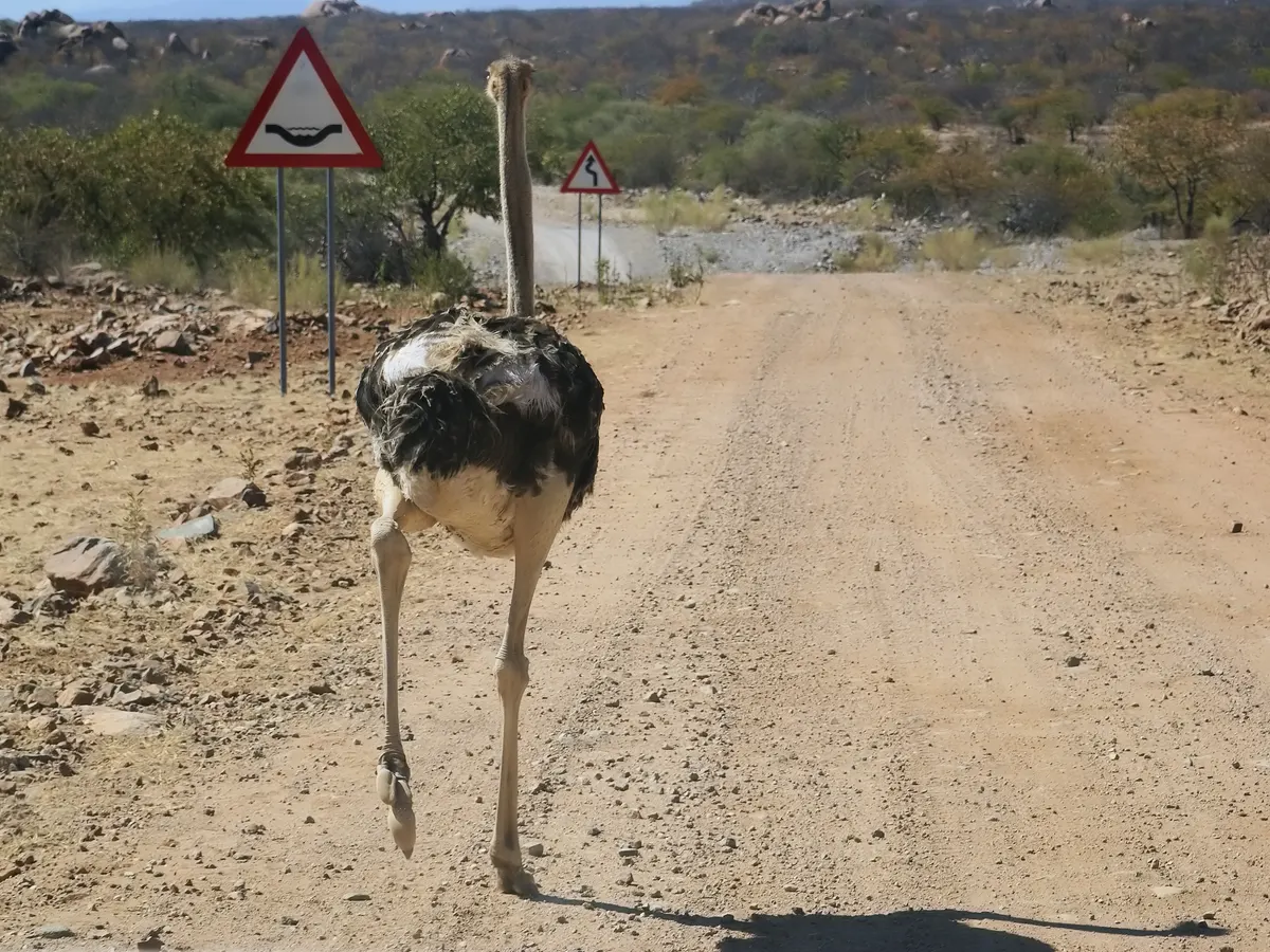 Ostrich in semi-arid Kunene landscape with sparse vegetation