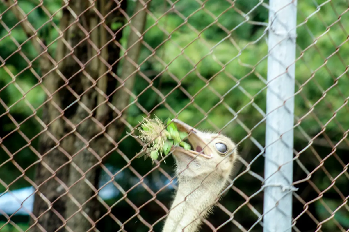 Ostrich bending down to peck at plants on open ground
