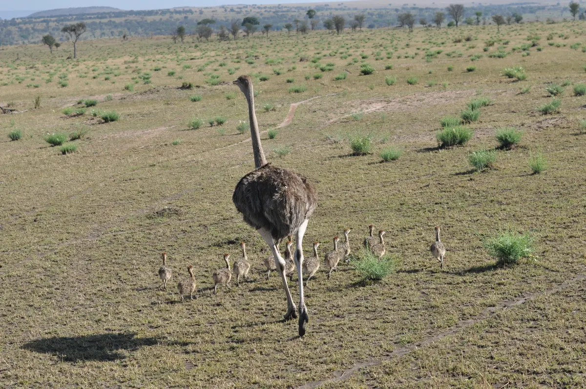 Female ostrich with a brood of chicks crossing open Serengeti grassland