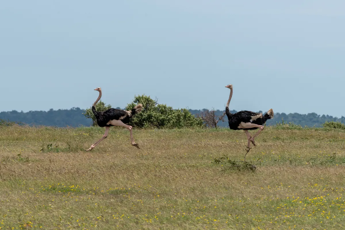 Two ostriches sprinting side by side across open grassland
