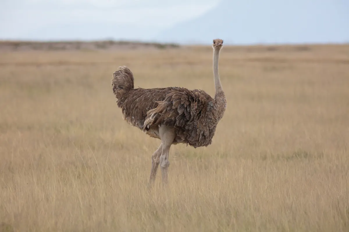 Ostrich walking across dry savanna with Mount Kilimanjaro foothills in the distance