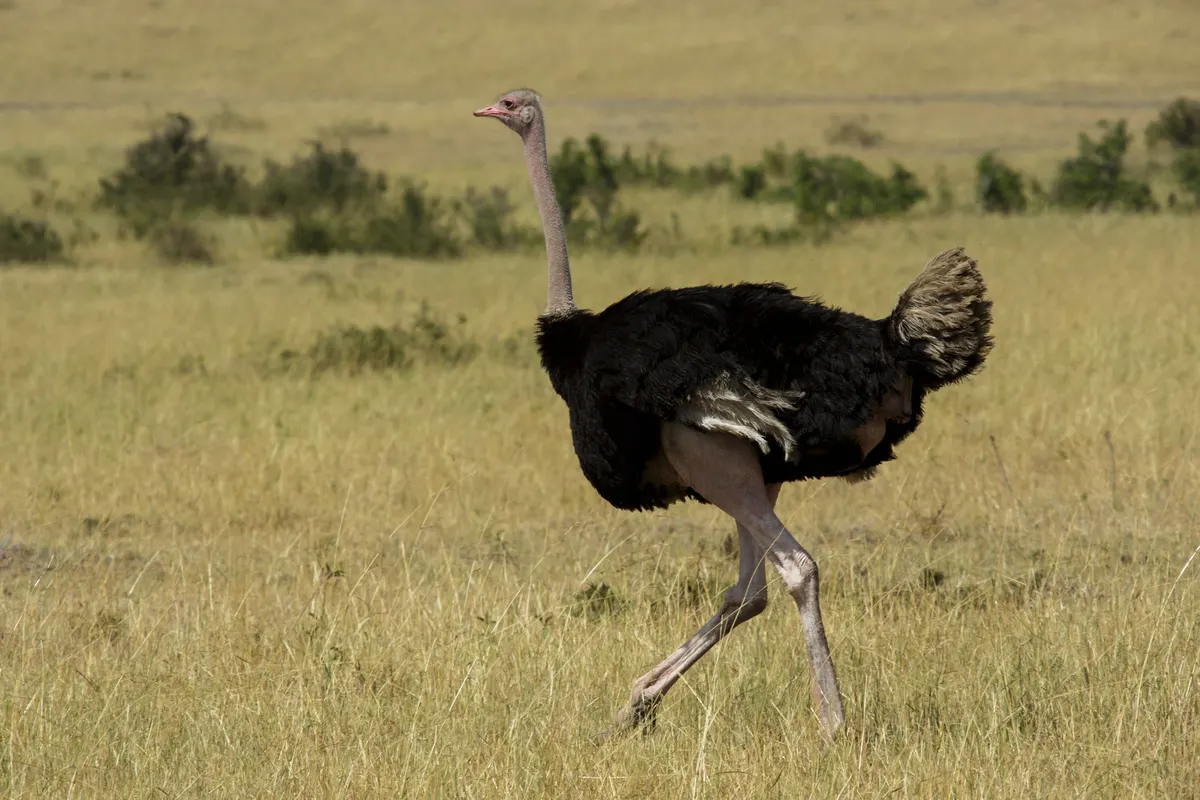 Common ostrich standing in open grassland at Masai Mara, Kenya
