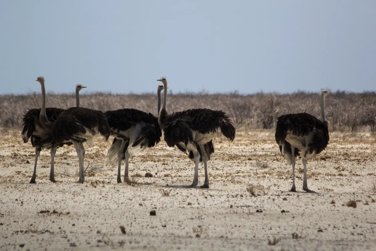 Ostrich standing on open Namibian plain with sparse grass and distant hills