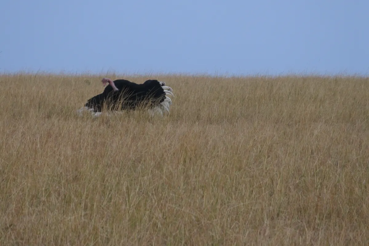 Tall wild ostrich standing in open grassland showing its long neck and legs