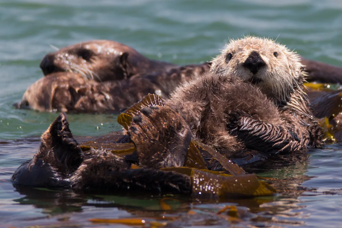 Sea otter mother carrying a small pup