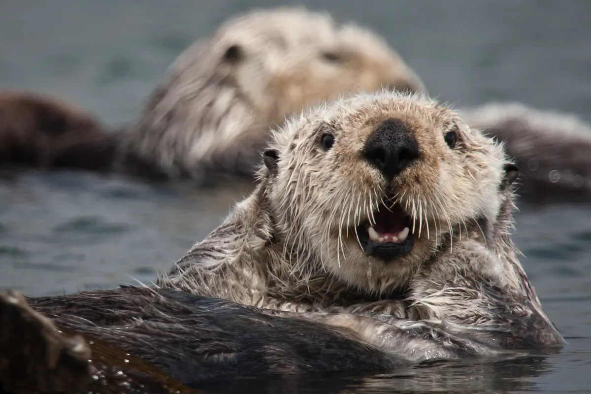 Close-up sea otter face with whiskers and wet fur