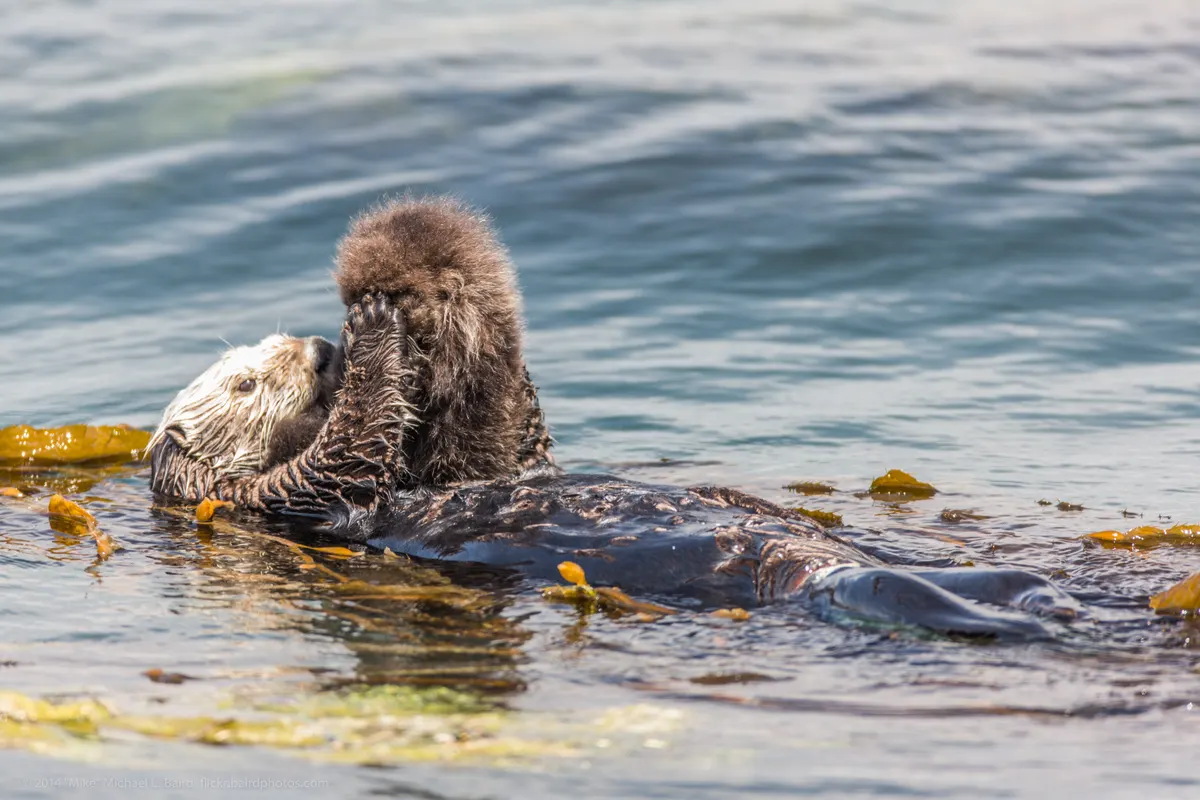 Very young sea otter pup floating at the surface