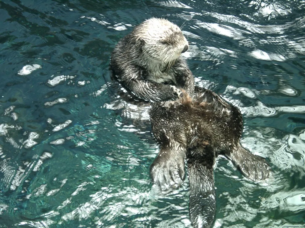 Sea otter holding shellfish on its chest