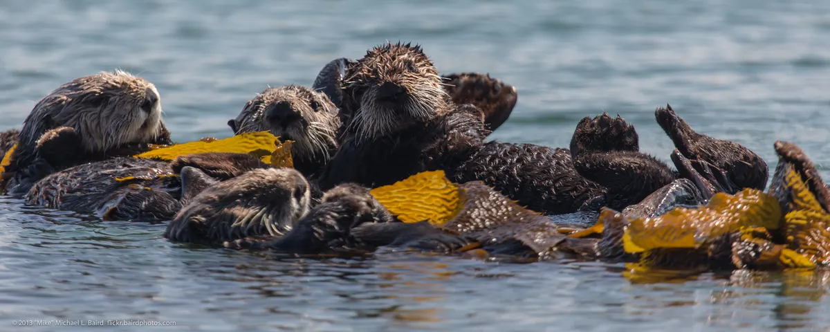 Many sea otters floating together in a raft