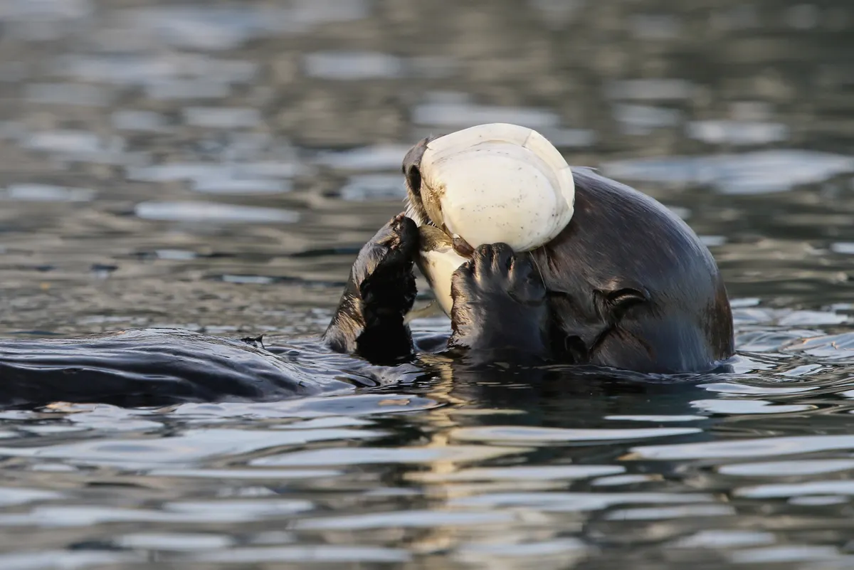 Sea otter floating in shallow coastal habitat
