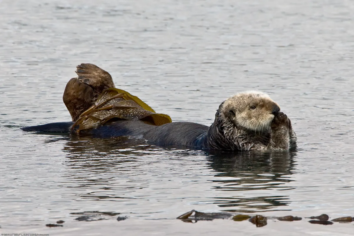 Sea otter resting in cool Pacific coastal water